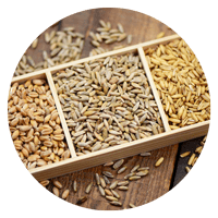 Drei verschiedene Arten von Samen bzw. Körnern