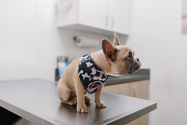 Kleiner Hund auf einem Untersuchungstisch beim Tierarzt