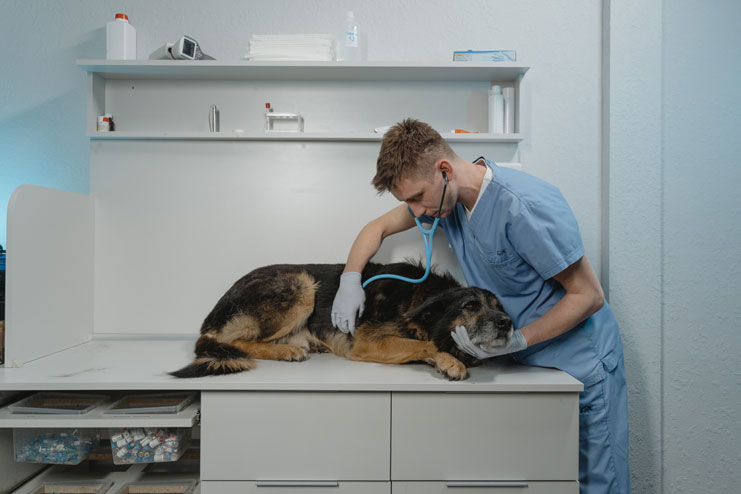 Mann untersucht Hund in Tierarztpraxis