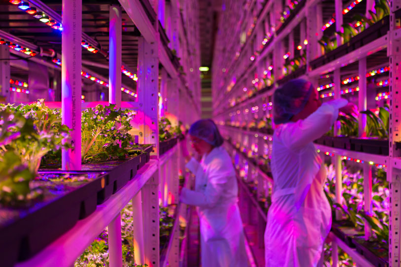 Zwei Personen arbeiten in einer Vertical Farm mit pinker Beleuchtung