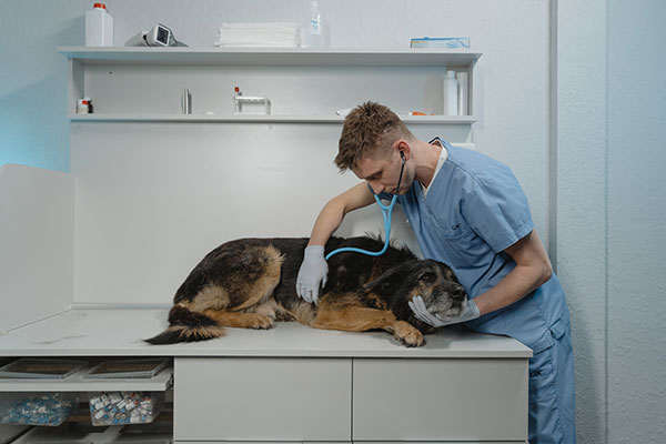 Arzt mit Hund